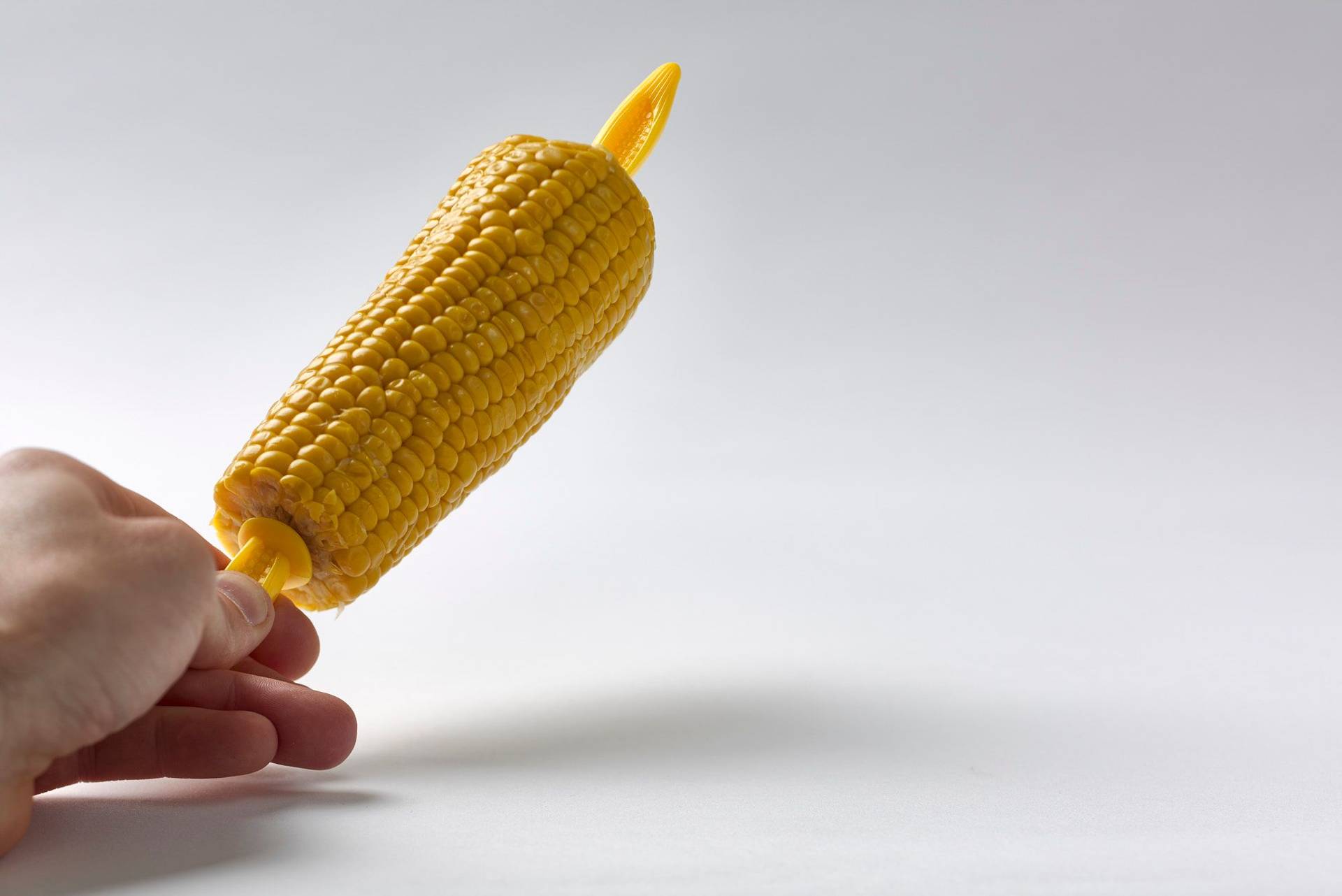 hand holding a corn with white background