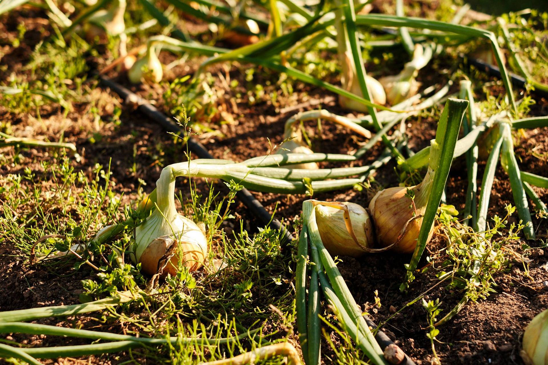 vegetable garden of restaurant moncalvillo in rioja alta