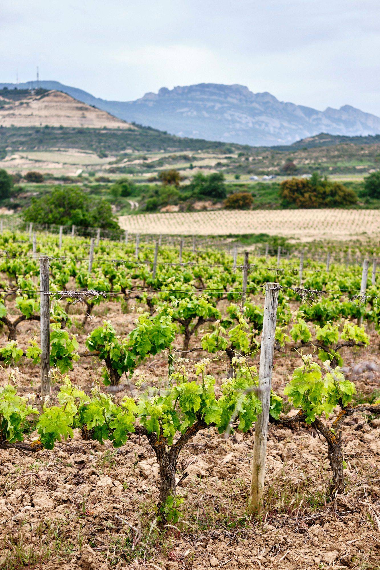 die bodega ramon bilbao in der rioja alta region