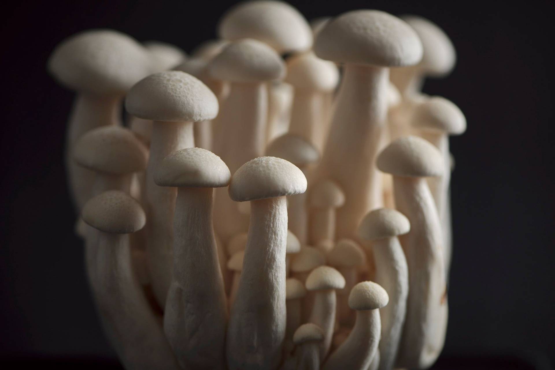 mushrooms on a gray sapienstone top