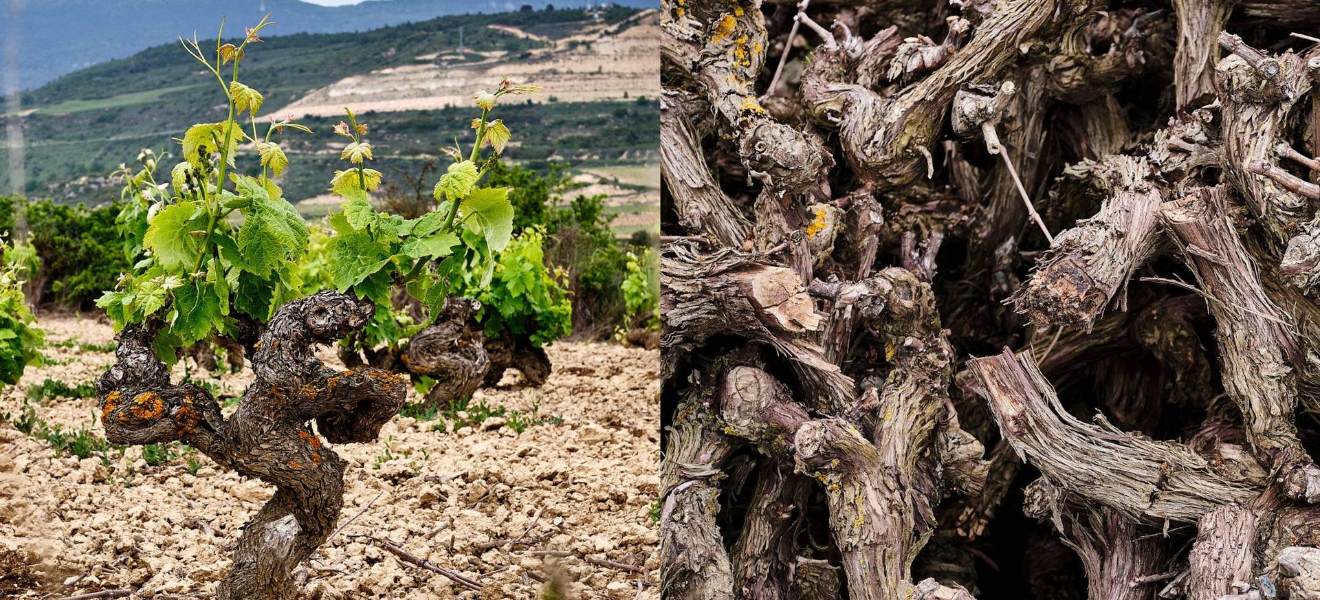 Rioja wines from Ramon Bilbao – a Spanish wine tour