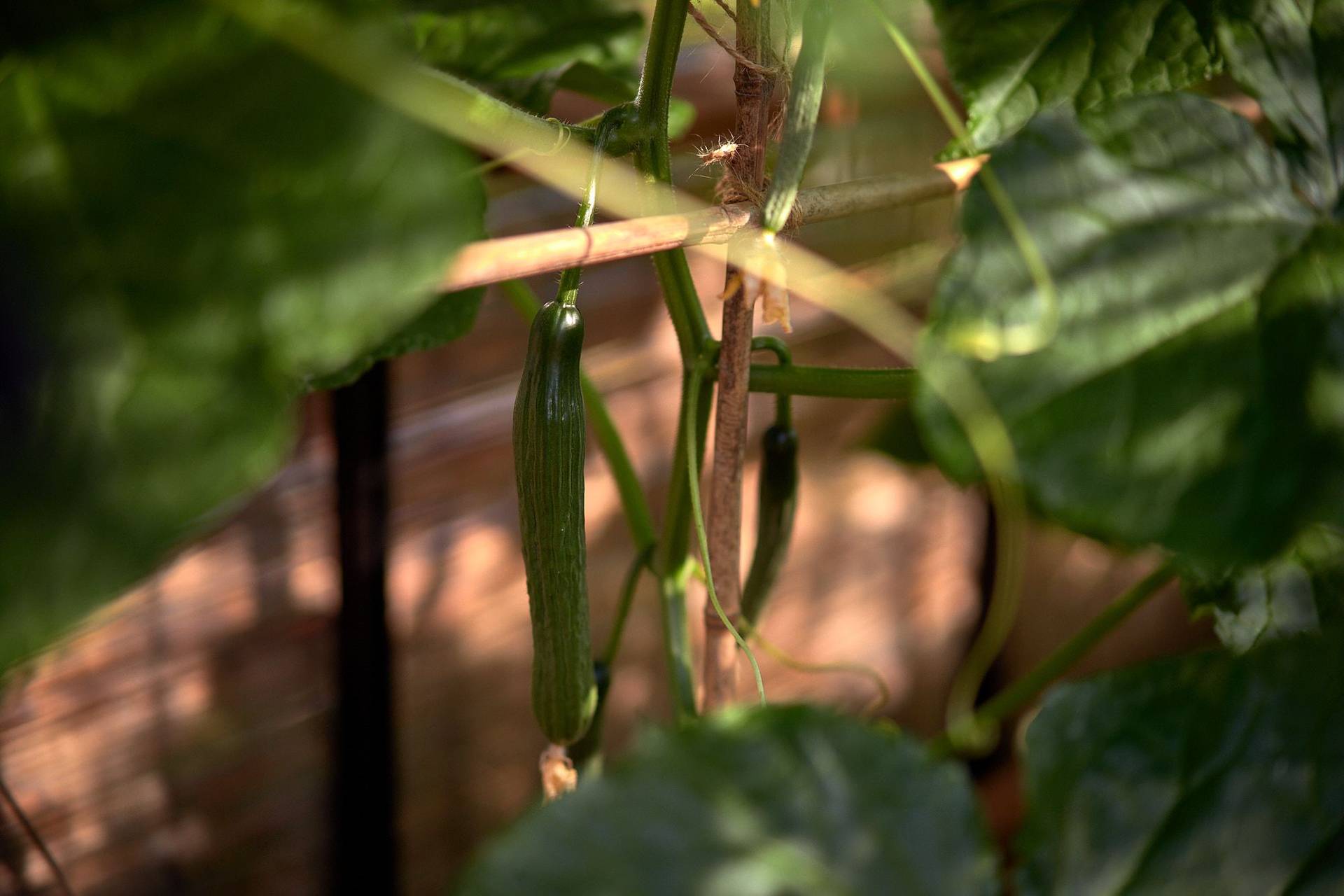 salad cucumbers