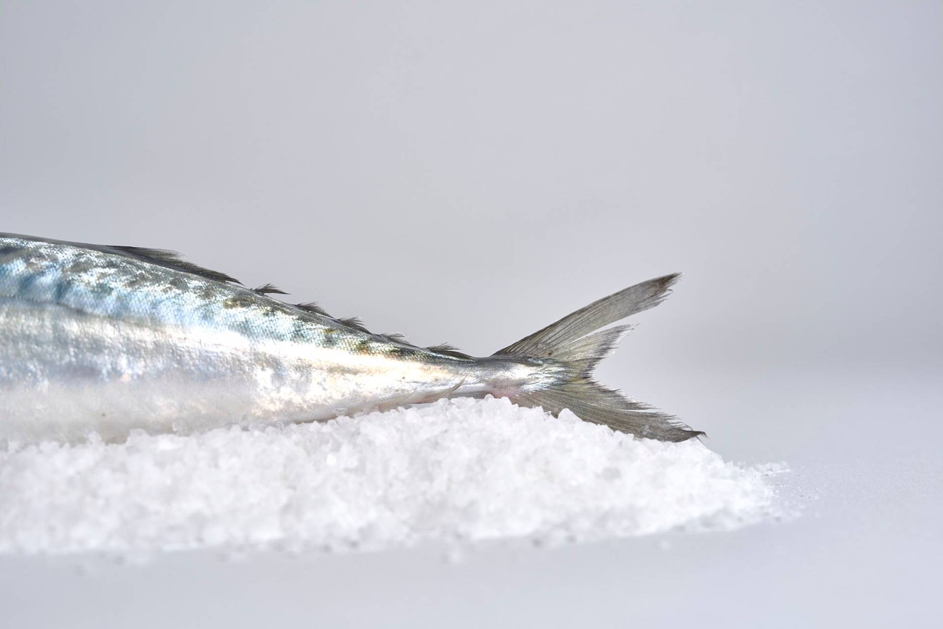 mackerel with white background