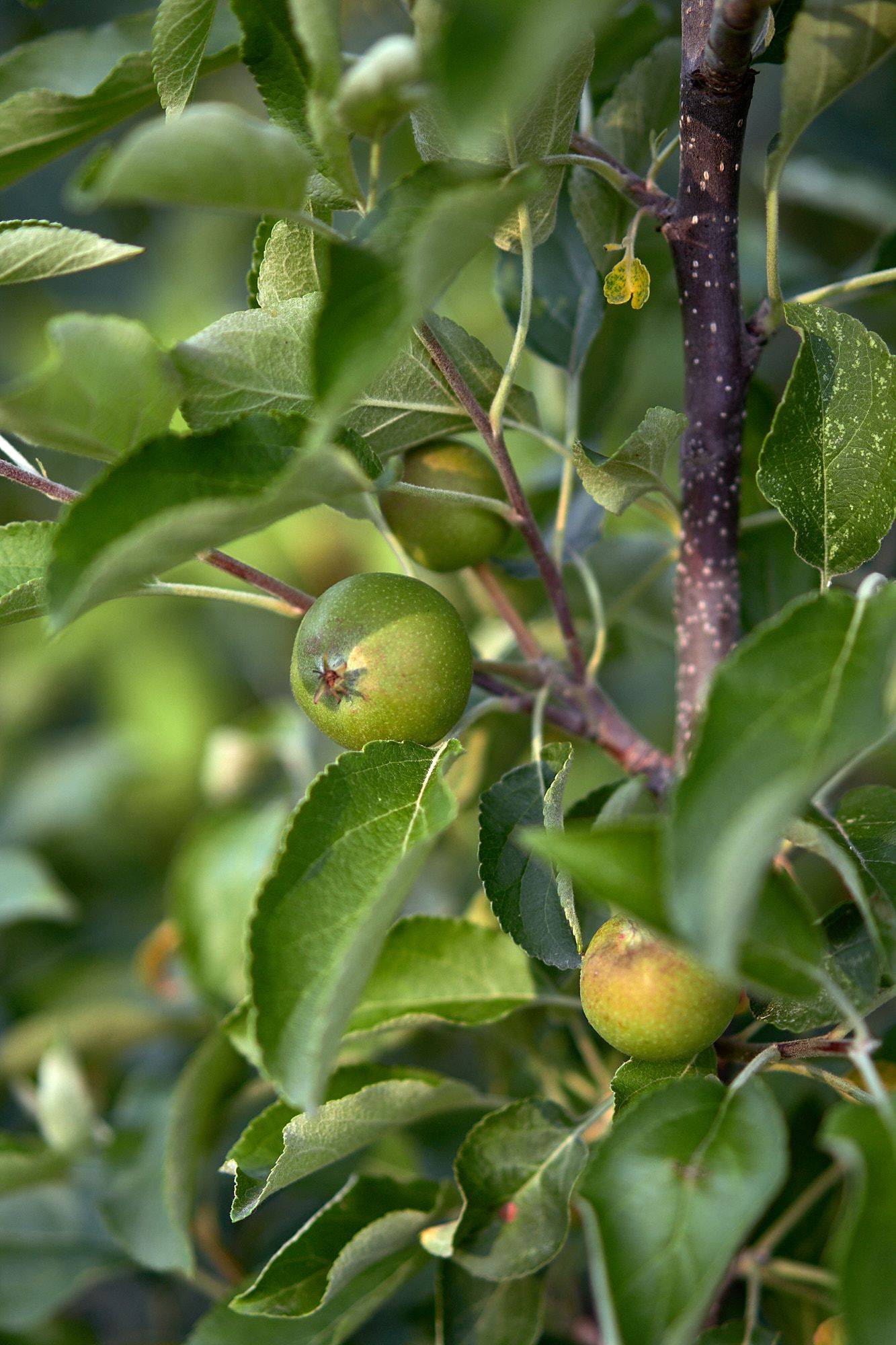 apple-tree apple tree