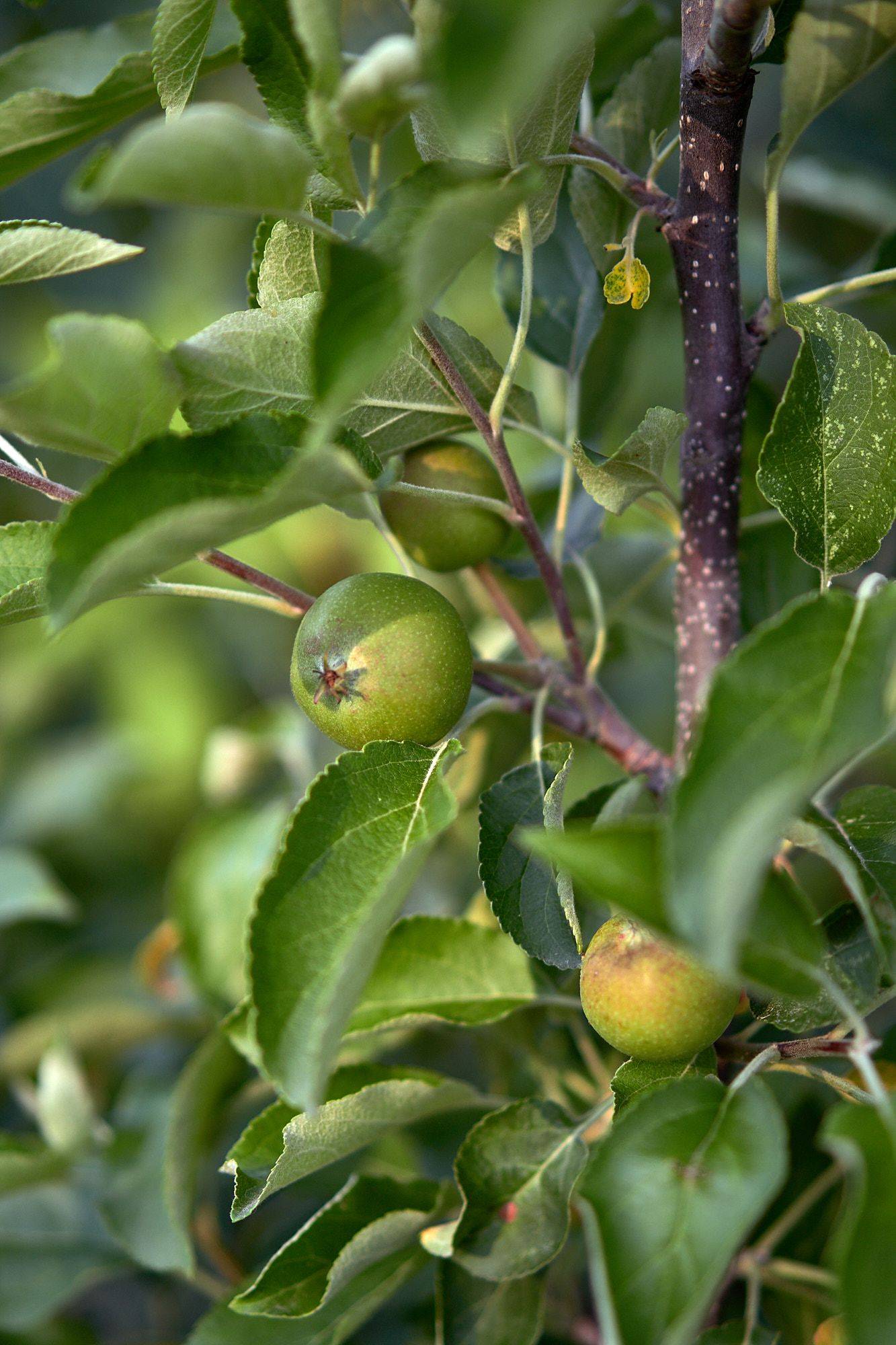 apple tree