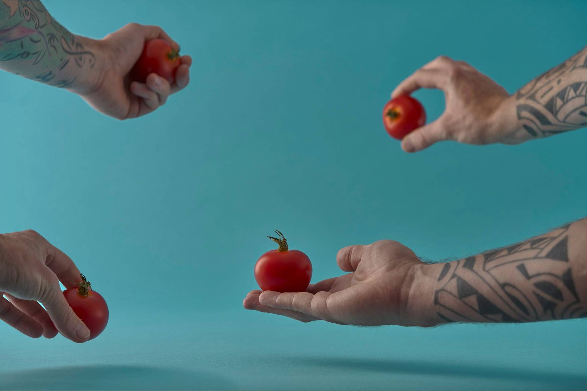 four hands holding four tomatoes on blue background