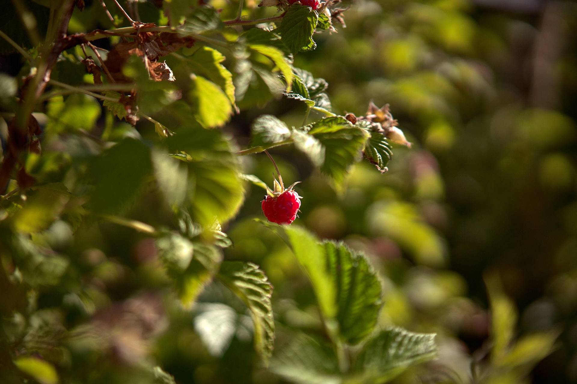 sommer himbeeren