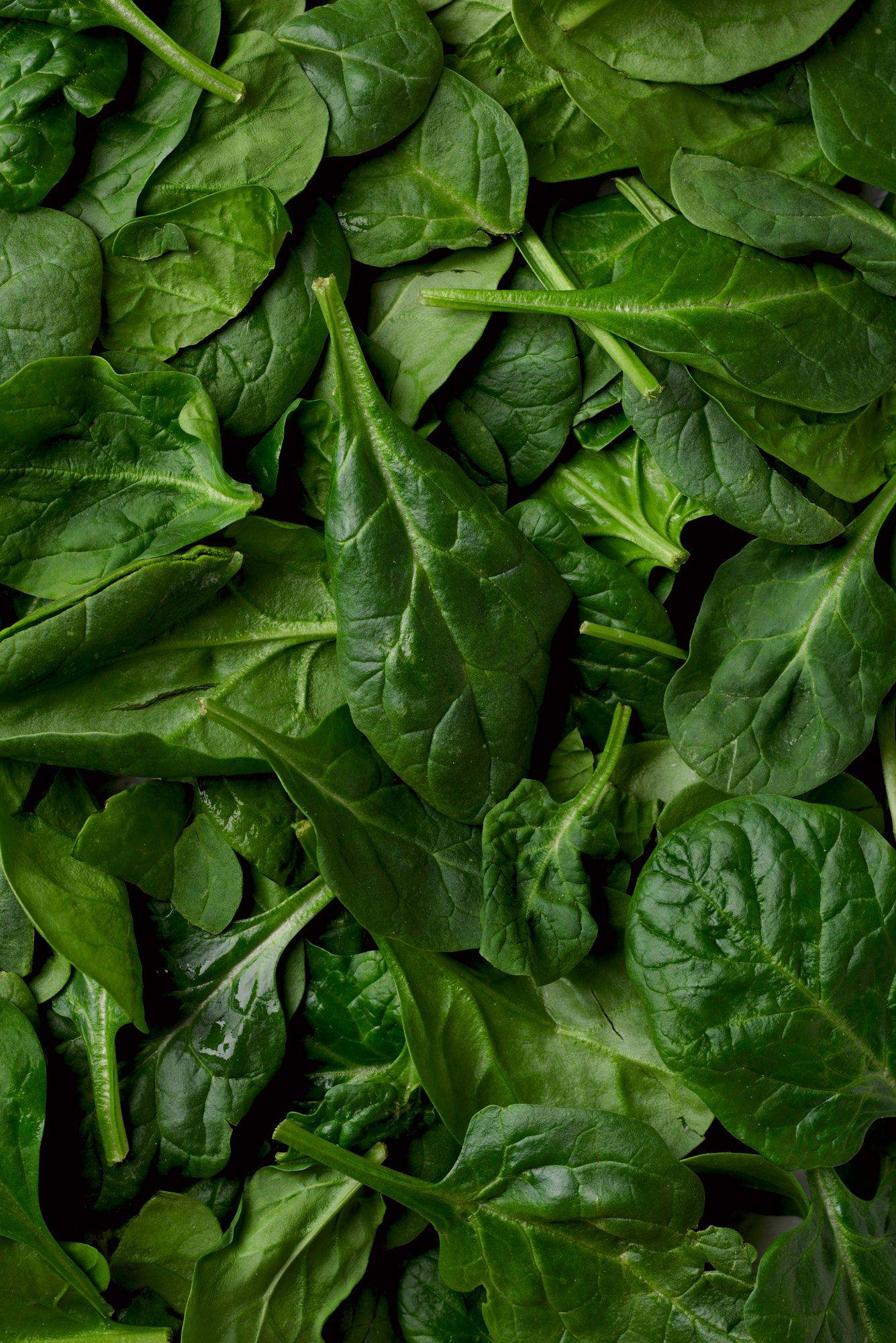 baby spinach leaves 