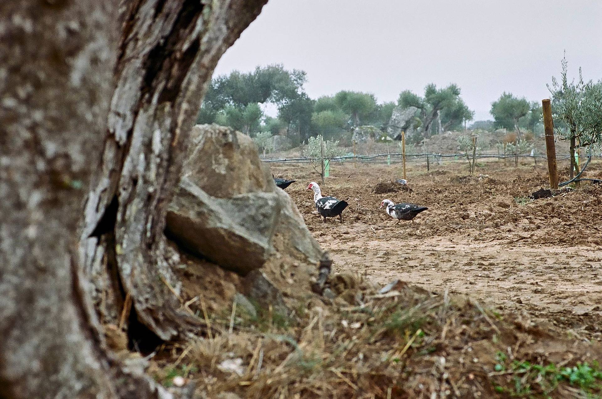 impressionen der courela do zambujeiro in alentejo