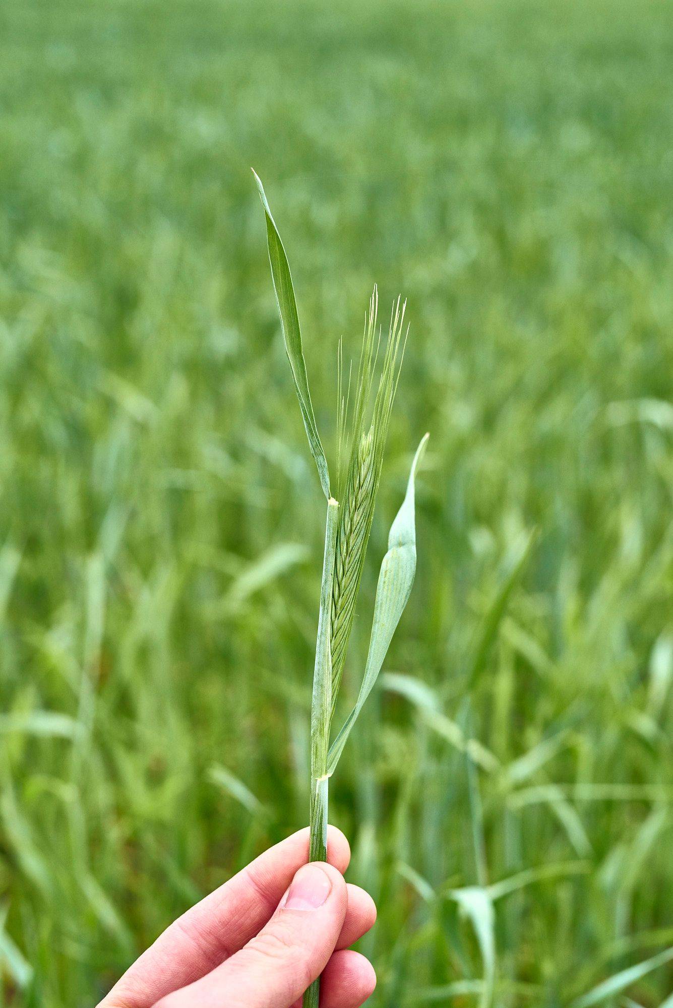 a green rye field at the spreewood distillers of stork club in schlepzig in schlepzig