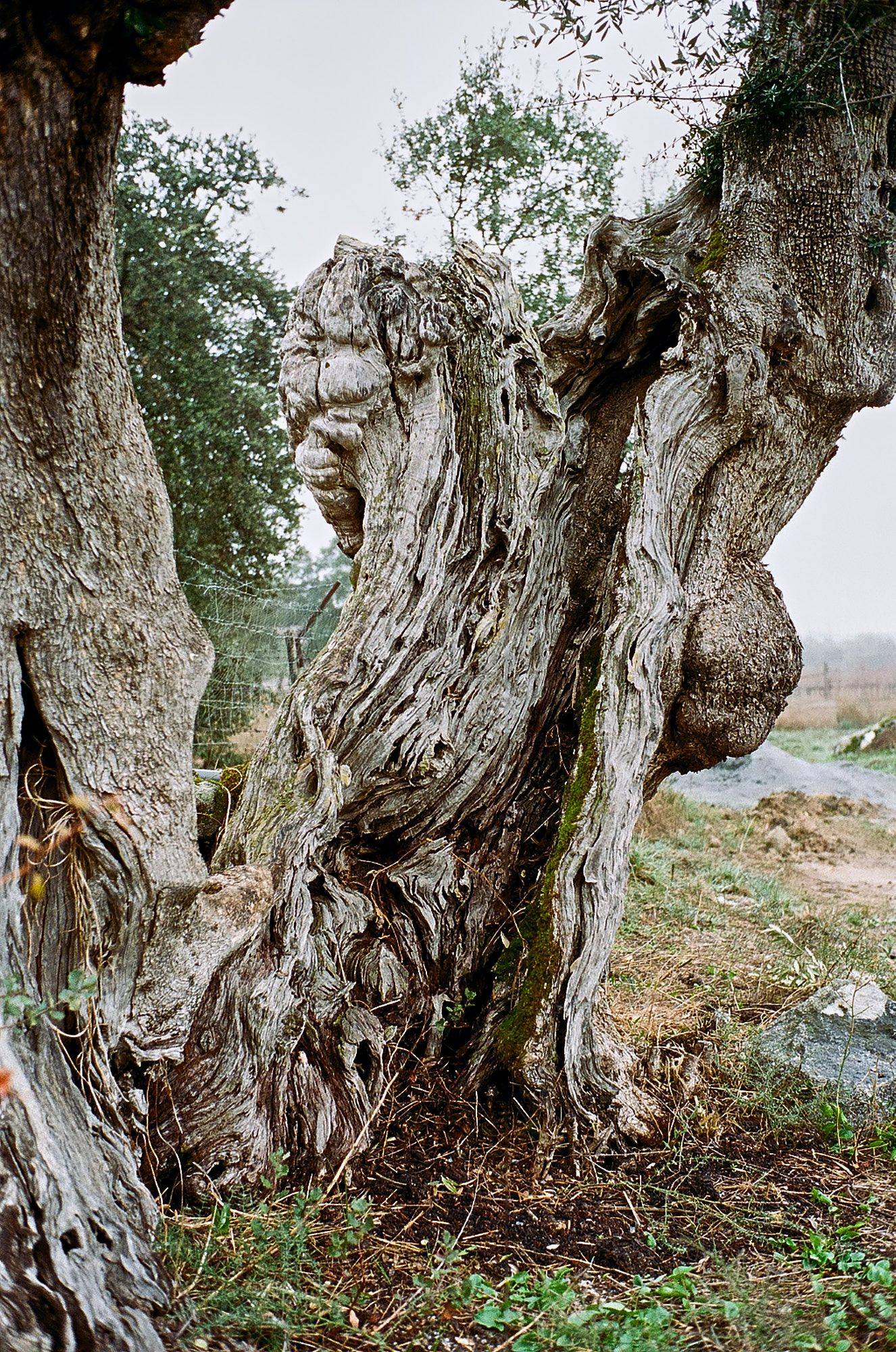 ein olivenbaum in alentejo