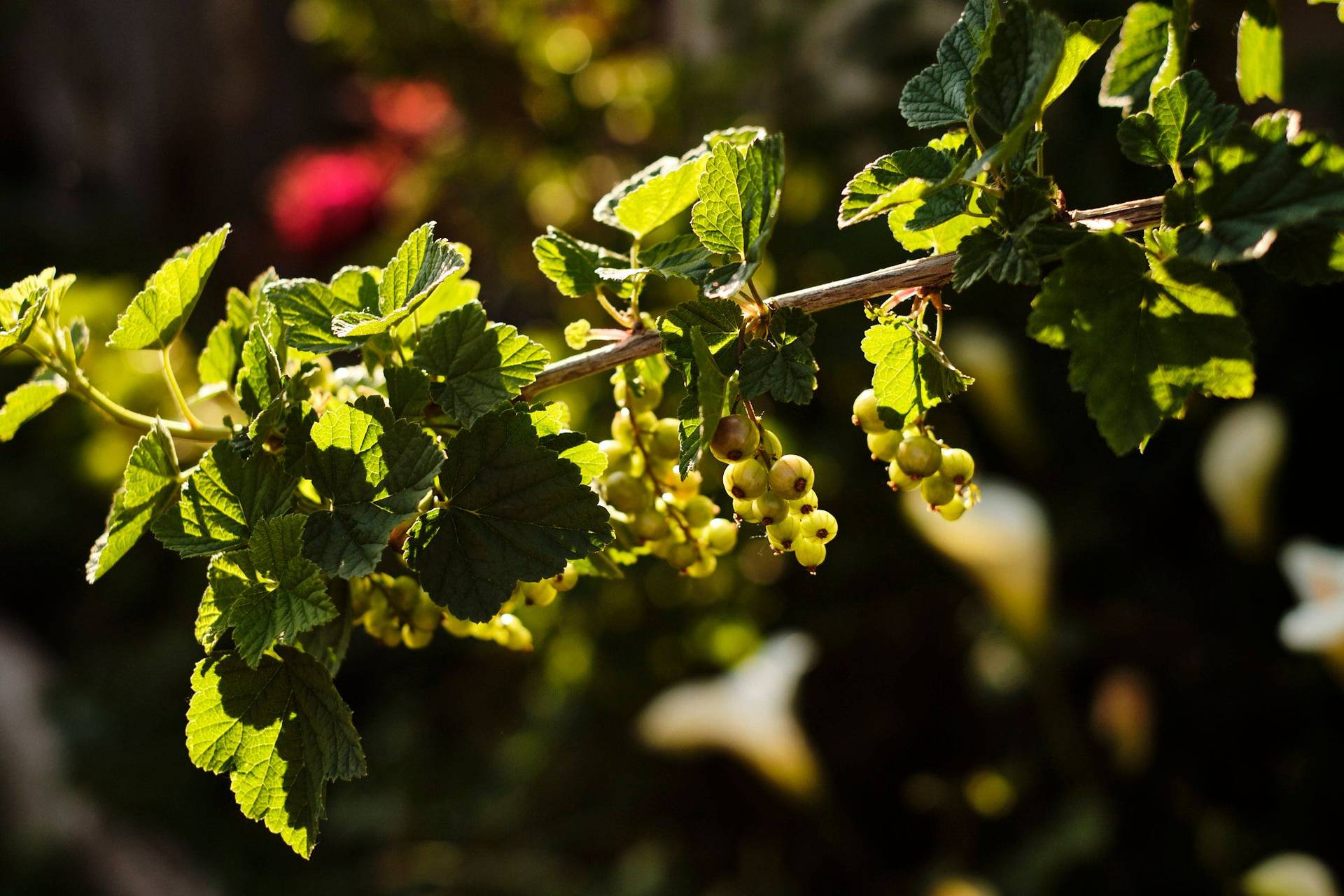 der gemüse garten des restaurant venta moncalvillo in rioja alta