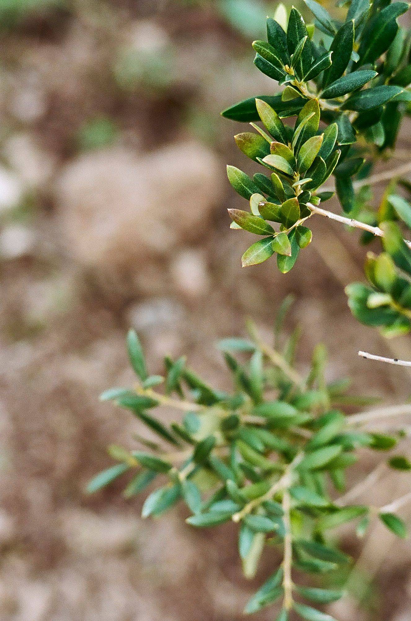 impressionen der courela do zambujeiro in alentejo