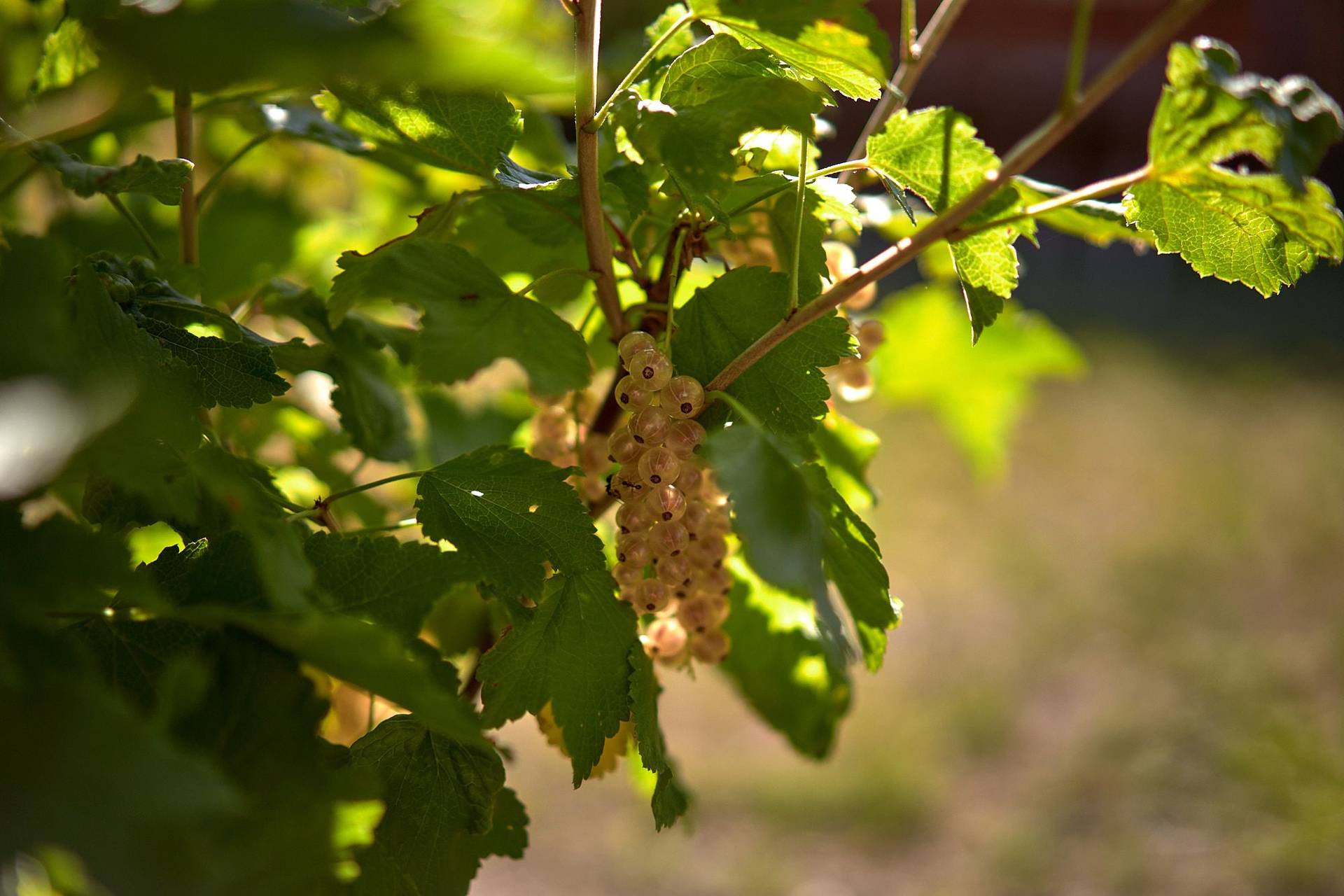 white currants