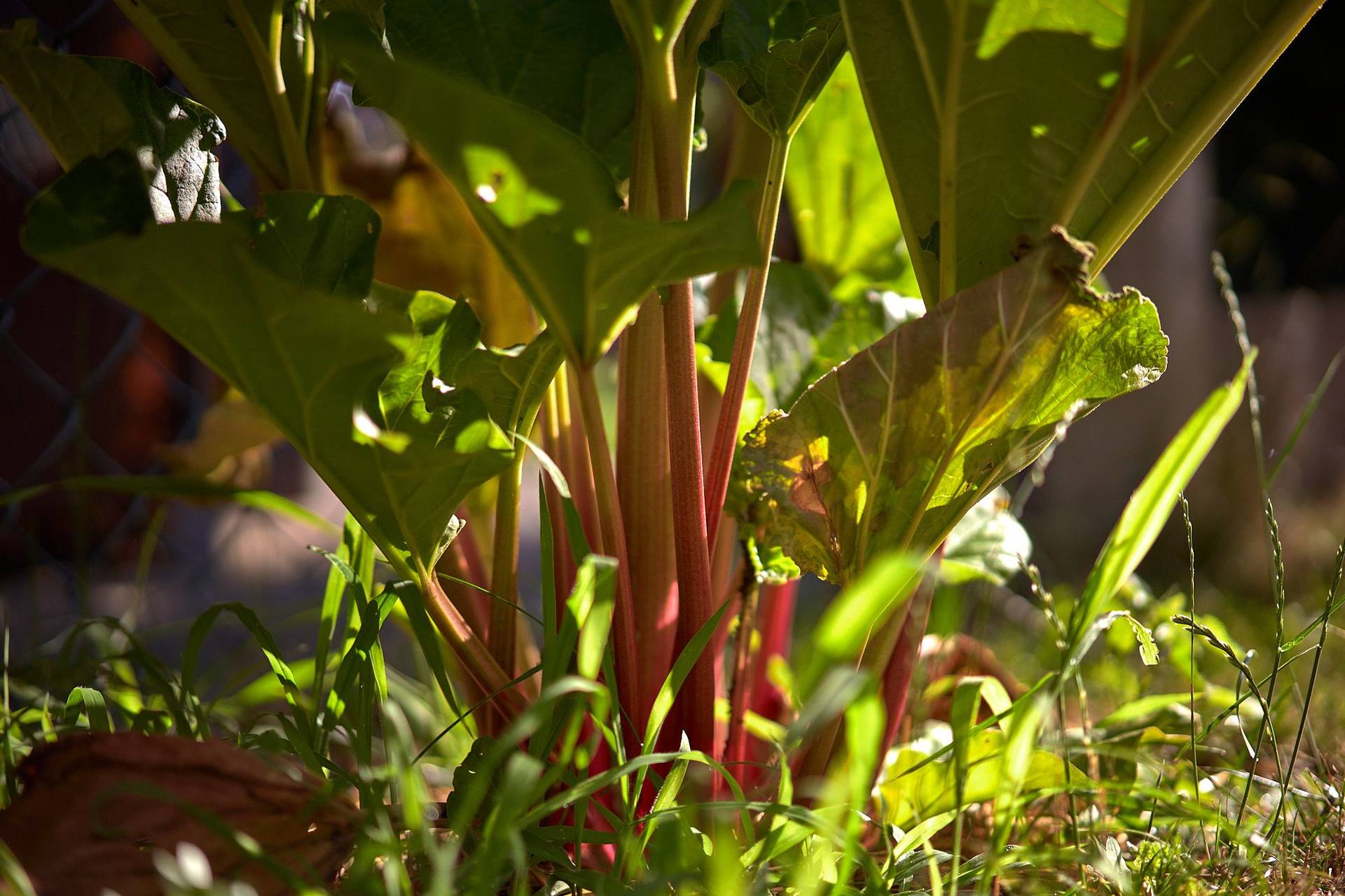 rhubarb