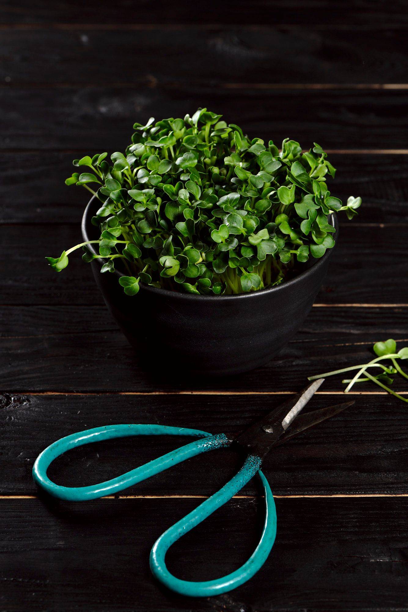 daikon cress with black wooden background