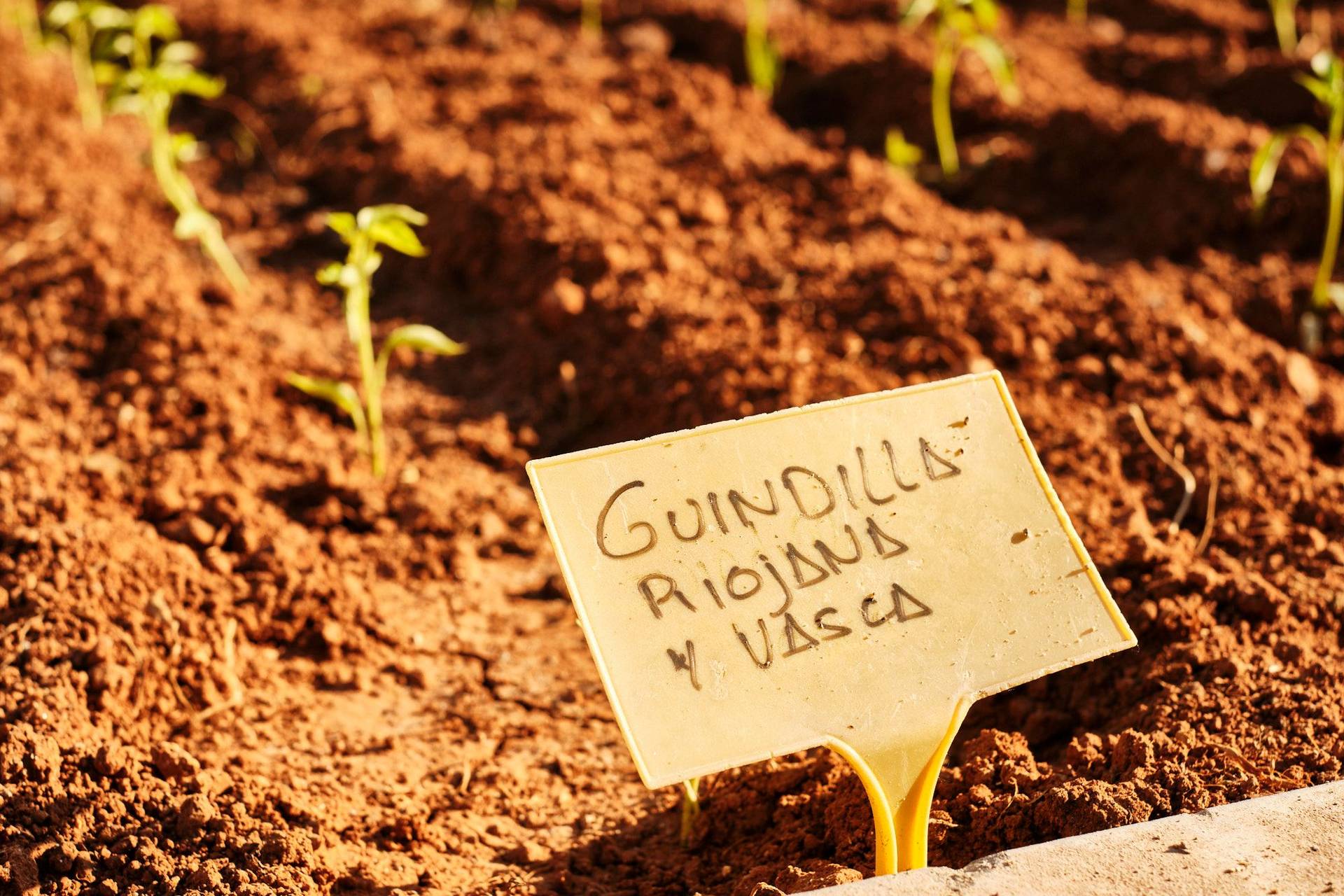 vegetable garden of restaurant moncalvillo in rioja alta