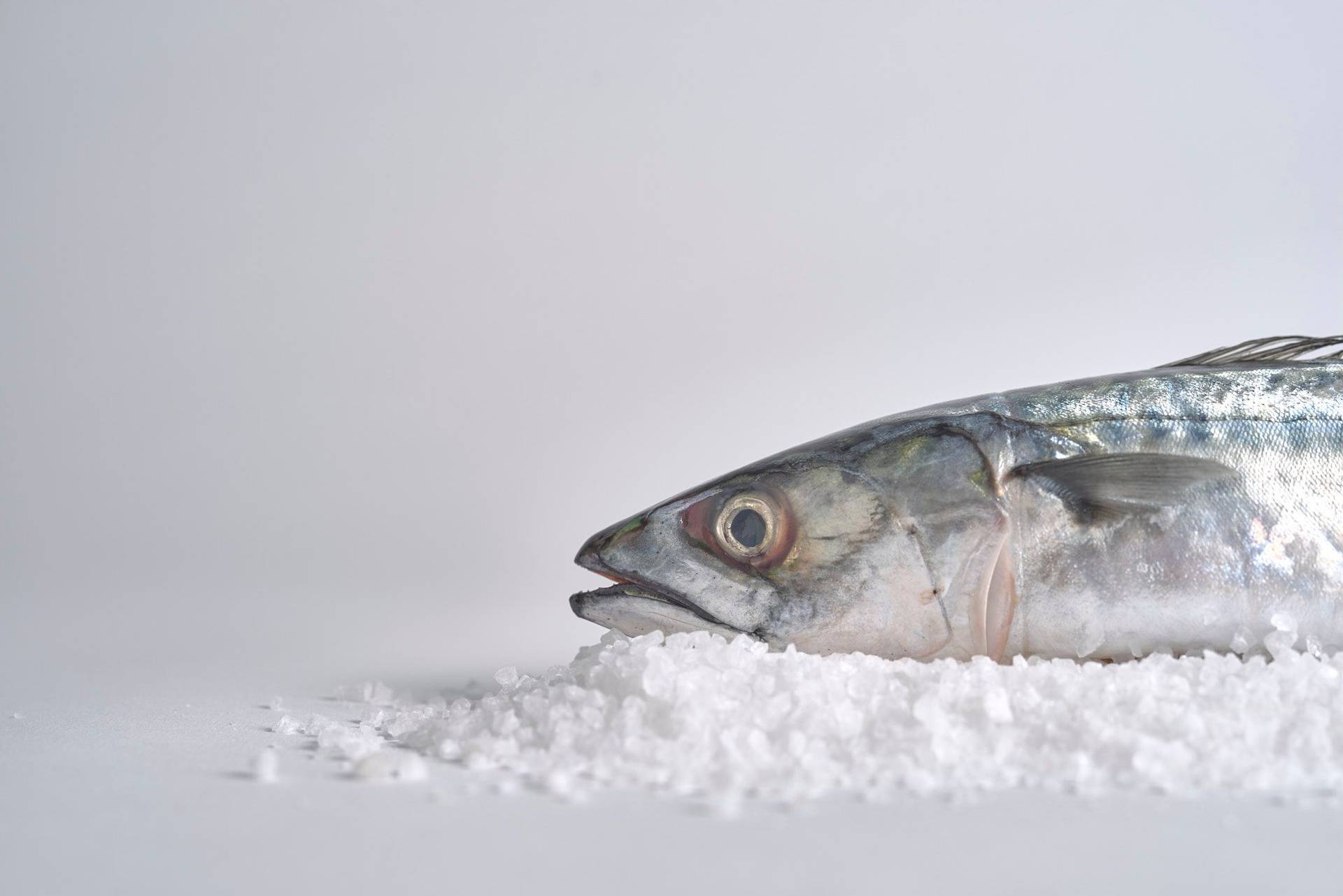 mackerel with white background