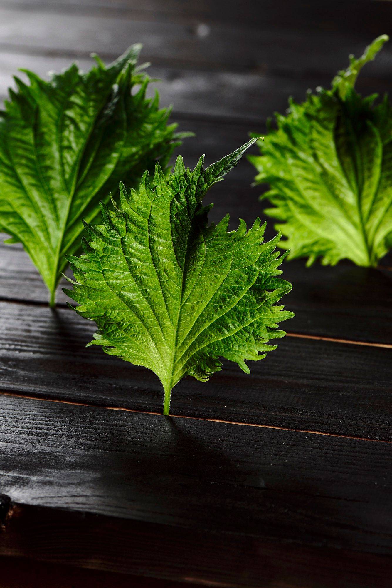 shiso blätter mit schwarzem holzuntergrund