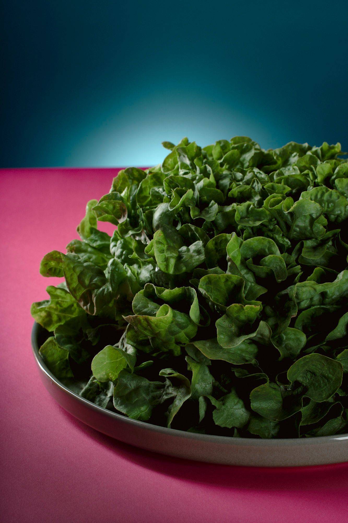 gruener-salat grüner salat mit pinkem und blauem hintergrund