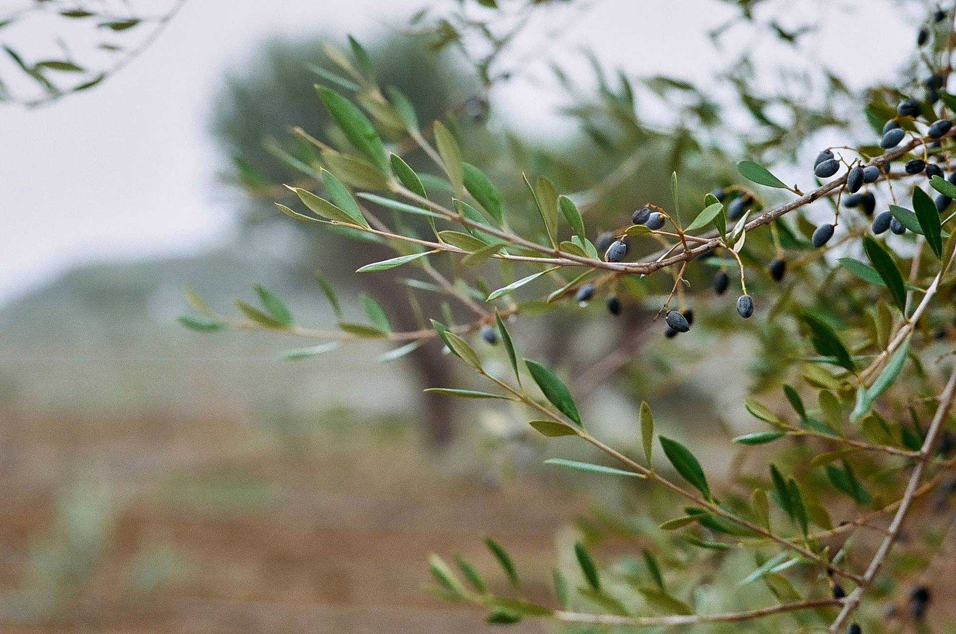 ein olivenbaum in alentejo