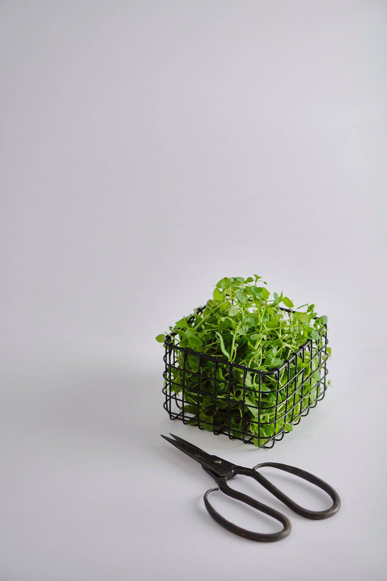 chickweed chickweed with vintage scissors with white background