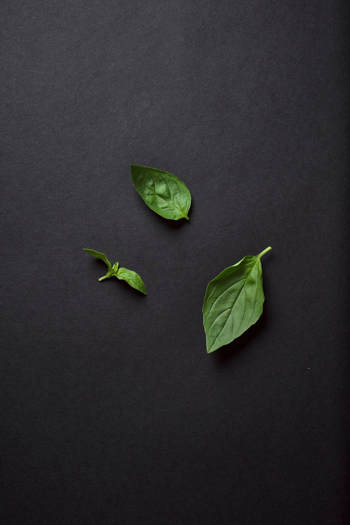 basil leaves with black background